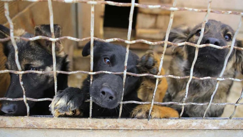 Petição a pedir justiça por animais que morreram em canil ardido já tem mais de 45 mil assinaturas
