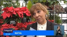 Imagem de Madeirenses já começaram a comprar pinheiros e flores para o Natal (Vídeo)