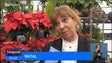 Madeirenses já começaram a comprar pinheiros e flores para o Natal (Vídeo)