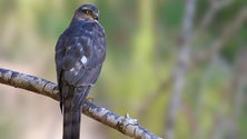 Imagem de Sociedade para o Estudo das Aves lança peditório na Madeira