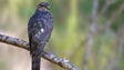 Imagem de Sociedade para o Estudo das Aves lança peditório na Madeira