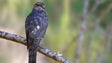 Sociedade para o Estudo das Aves lança peditório na Madeira