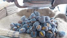Imagem de Já se vendem castanhas assadas junto à baía do Funchal