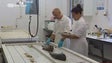 Imagem de Regiões da Macaronésia investigam espécies para valorizar produtos da pesca