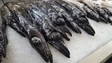 Pesca de tamboril e peixe-espada preto podem ser encerradas a curto prazo