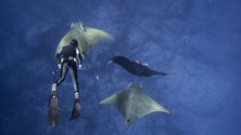 Imagem de Açores procuram economia do Mar sustentável (Vídeo)