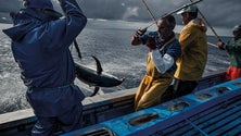 Pesca do atum nos Açores em exposição ed Pepe Brix (Vídeo)