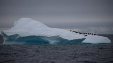 Skippers açorianos viajaram até à Antártida (Vídeo)