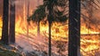Imagem de Câmaras de videovigilância vão detetar incêndios florestais na Madeira