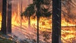 Câmaras de videovigilância vão detetar incêndios florestais na Madeira
