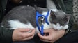 Imagem de Gatos obrigados a ter chip de identificação até 2021