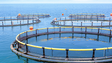 Imagem de Produção de peixe dourada vai duplicar na Madeira