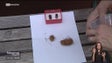 Imagem de Está confirmado um caso de escaravelho numa palmeira do Porto Santo (vídeo)