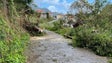 Imagem de Quedas de árvores levam a atuação rápida em Machico
