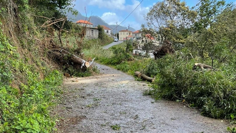 Quedas de árvores levam a atuação rápida em Machico