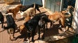 Imagem de Grupo parlamentar do PSD vai apresentar uma proposta que evite o abandono de animais nas situações de divórcio (Áudio)