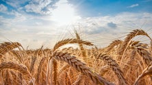 Imagem de França envia 31 toneladas de sementes para evitar crise alimentar