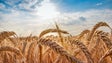 Imagem de França envia 31 toneladas de sementes para evitar crise alimentar