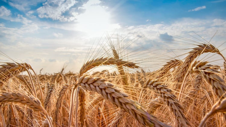 França envia 31 toneladas de sementes para evitar crise alimentar