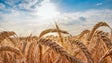 França envia 31 toneladas de sementes para evitar crise alimentar