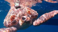 Imagem de Tartarugas dos mares açorianos nascem nos Estados Unidos da América (Vídeo)