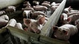 Comissão Europeia diz que vírus ligado a suínos divulgado em estudo não representa qualquer perigo