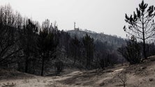 Imagem de Pinhal de Leiria reduzido a cinzas
