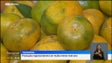 Produtores de tangerina apontam para uma menor produção este ano (vídeo)