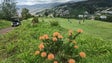 Imagem de Terras da obra do hospital vão ampliar Campo de Golfe do Palheiro (áudio)