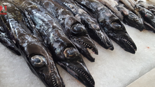 Imagem de Segunda espécie de peixe-espada preto na Madeira