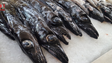 Imagem de Segunda espécie de peixe-espada preto na Madeira