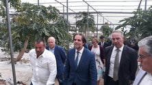 Imagem de Maior produtor nacional de papaia vai apostar num novo investimento no Porto Santo (Vídeo)