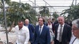 Imagem de Maior produtor nacional de papaia vai apostar num novo investimento no Porto Santo (Vídeo)