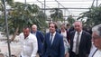 Maior produtor nacional de papaia vai apostar num novo investimento no Porto Santo (Vídeo)
