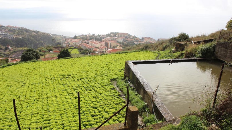 Imagem de Madeira mantém preço de água de rega