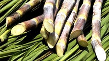 Imagem de Produção de cana-de-açúcar na Madeira registou aumento de 22,5% em 2016