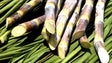Imagem de Produção de cana-de-açúcar na Madeira registou aumento de 22,5% em 2016