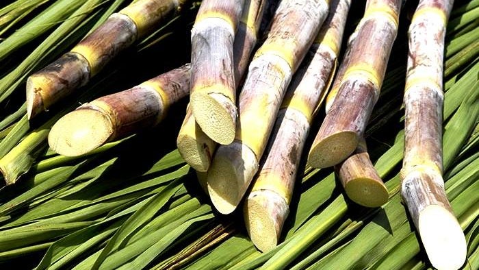 Produção de cana-de-açúcar na Madeira registou aumento de 22,5% em 2016
