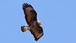 Imagem de Sociedade das Aves convida madeirenses a contar Mantas a partir de casa (Vídeo)