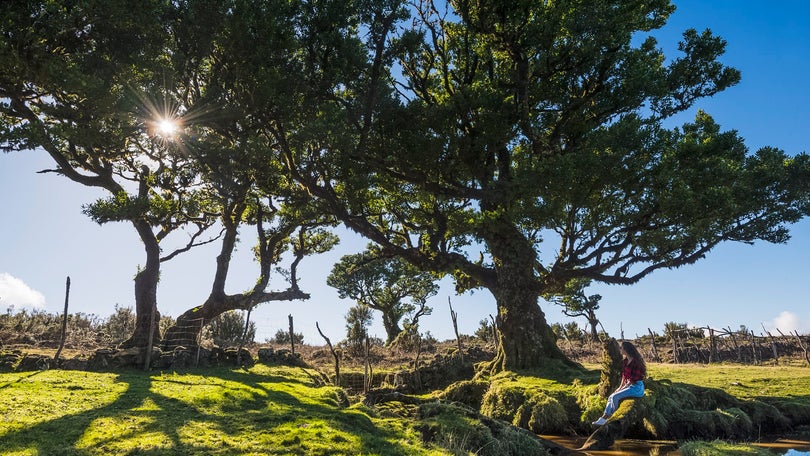 Imagem de Destino Madeira promovido no Brasil