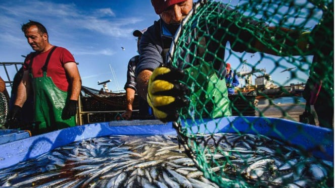 Imagem de Pesca e aquicultura com apoios 63,7 milhões
