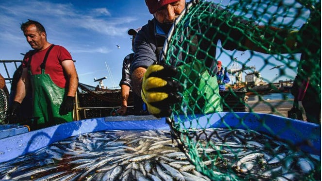 Pesca e aquicultura com apoios 63,7 milhões