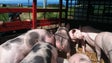 PAN contra a tradicional ” matança ” do porco na Madeira