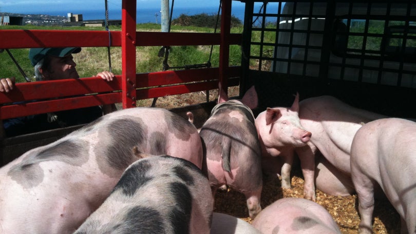 Imagem de PAN contra a tradicional ” matança ” do porco na Madeira