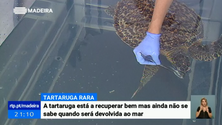 Imagem de Tartaruga rara encontrada na Madeira está a recuperar