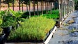 Imagem de Madeira produz 200 mil plantas por ano em viveiros florestais
