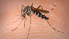 Imagem de UMa investiga vírus da dengue