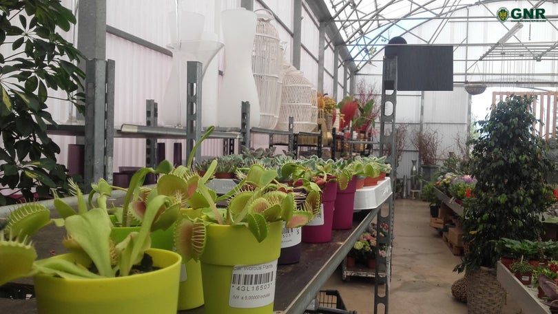Imagem de GNR apreende 34 plantas carnívoras em vários estabelecimentos