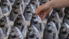 Imagem de Toxina perigosa nos mares da Madeira