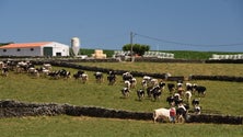 Imagem de Região incentiva jovens para a criação de explorações agrícolas (Vídeo)